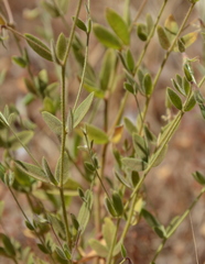 Acmispon americanus americanus