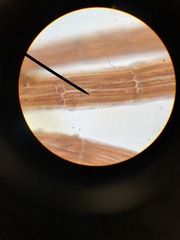 Vertebrata hendryi