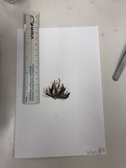 Vertebrata hendryi