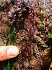 Vertebrata hendryi