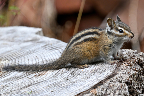 Townsend's Chipmunk, Sandy, OR, USA, photo 6 of 10