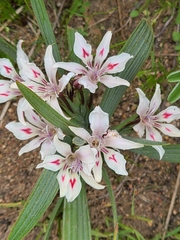 Babiana tubulosa