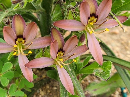 Wachendorfia multiflora (Wachendorfia multiflora)