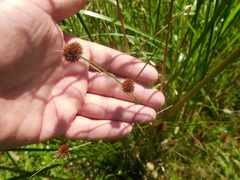 Rhynchospora microcephala