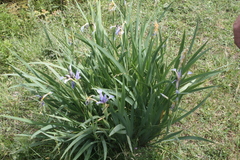 Iris pseudonotha