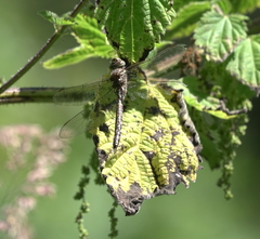 Rhionaeschna californica