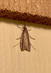 Donacaula albicostellus