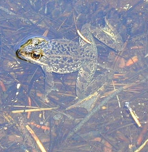 Rana cascadae