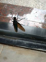 Microstylum oberthurii