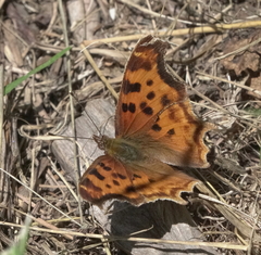Polygonia satyrus