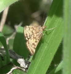 Pyrausta subsequalis