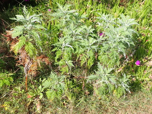 Image of Artemisia afra by (c) Nicola van Berkel, some rights reserved (CC BY-SA)
