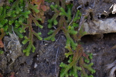 Selaginella helvetica