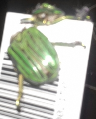 Chrysina gloriosa