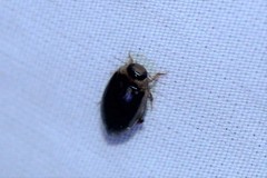 Coptotomus