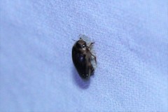 Coptotomus