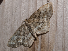 Hypagyrtis piniata