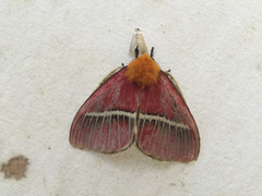 Pseudodirphia menander