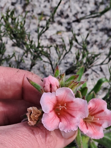 Image of Lobostemon curvifolius by (c) Eugene Hahndiek, some rights reserved (CC BY-SA)