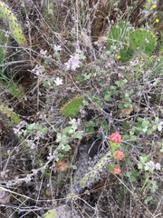 Malacothamnus clementinus