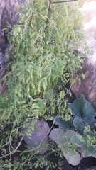 Asparagus declinatus