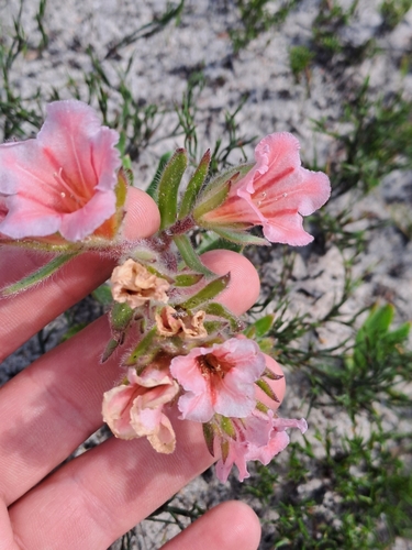 Image of Lobostemon curvifolius by (c) Eugene Hahndiek, some rights reserved (CC BY-SA)