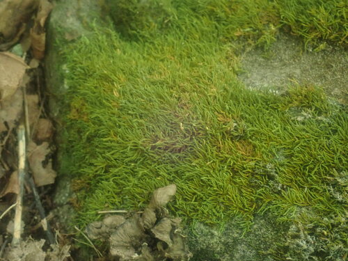Image of Claopodium rostratum by no rights reserved