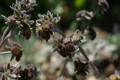 Cynoglossum holosericeum