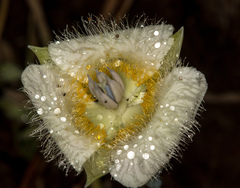 Calochortus subalpinus