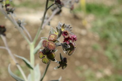 Cynoglossum holosericeum