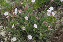 Convolvulus calvertii ruprechtii