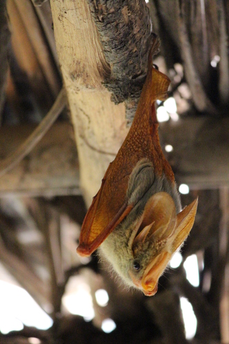 Yellow-winged Bat