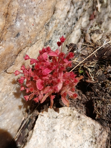 Crassula strigosa
