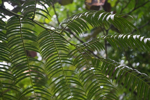 Angiopteris evecta observed 2024-05-22