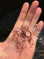 Ahnfeltia fastigiata