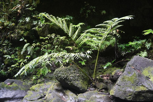 Angiopteris evecta observed 2024-05-22
