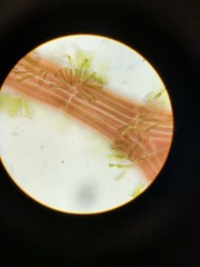 Vertebrata hendryi