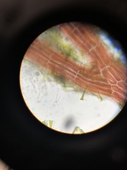 Vertebrata hendryi