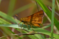 Euphyes conspicua