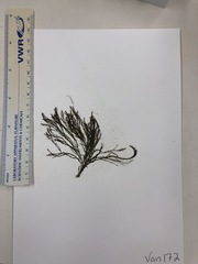 Vertebrata hendryi