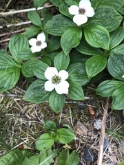 Cornus unalaschkensis