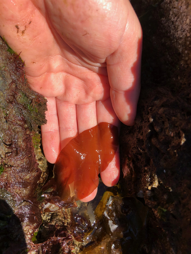 Halymenia schizymenioides observed 2019-06-06