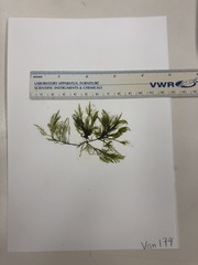 Bryopsis corticulans