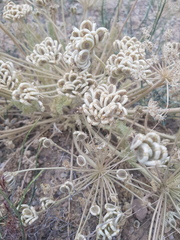 Zosima absinthifolia