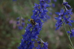 Delphinium freynii