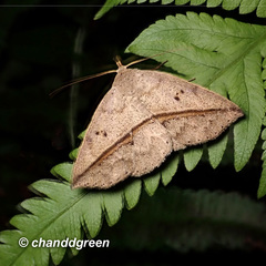 Ugia insuspecta