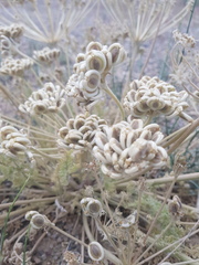 Zosima absinthifolia