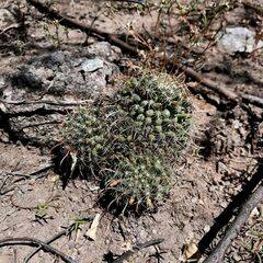 Cochemiea mainiae, photograph (c) J. Daniel Hernandez Campos, some rights reserved (CC BY-SA)