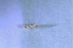 Coleotechnites coniferella