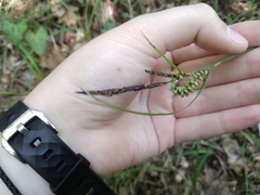 Carex flacca serrulata